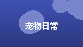 宠物日常